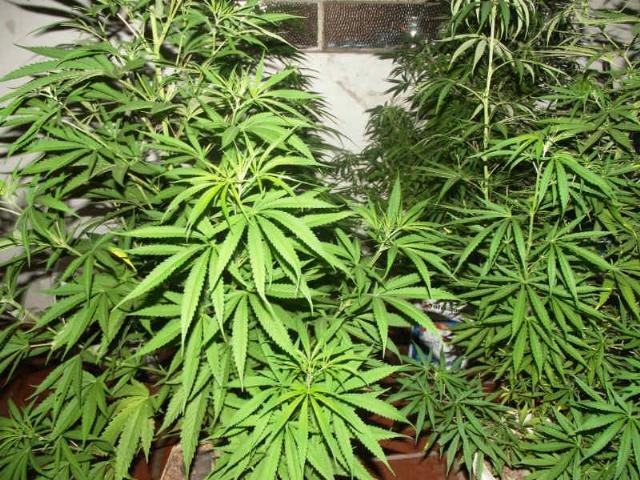 Canad&aacute; estuda liberar consumo recreativo de maconha neste ano