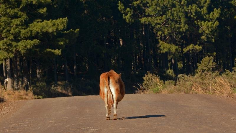 Diante de pre&ccedil;os estagnados, produtores abandonam atividade leiteira no RS