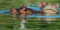 Pablo Escobar deixa curioso legado de hipopótamos na Colômbia 