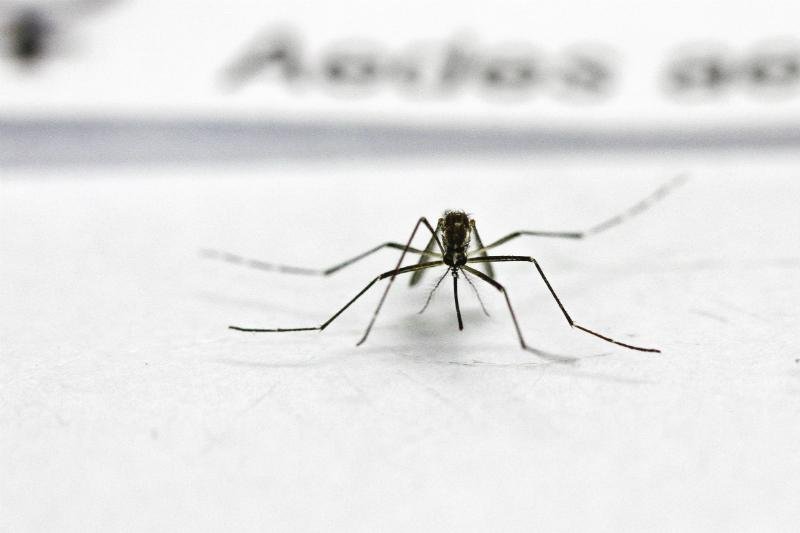 Aedes aegypti &eacute; o respons&aacute;vel pela transmiss&atilde;o da doen&ccedil;a