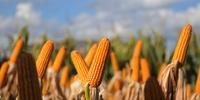 Área de milho pode cair 43% em dez anos no RS