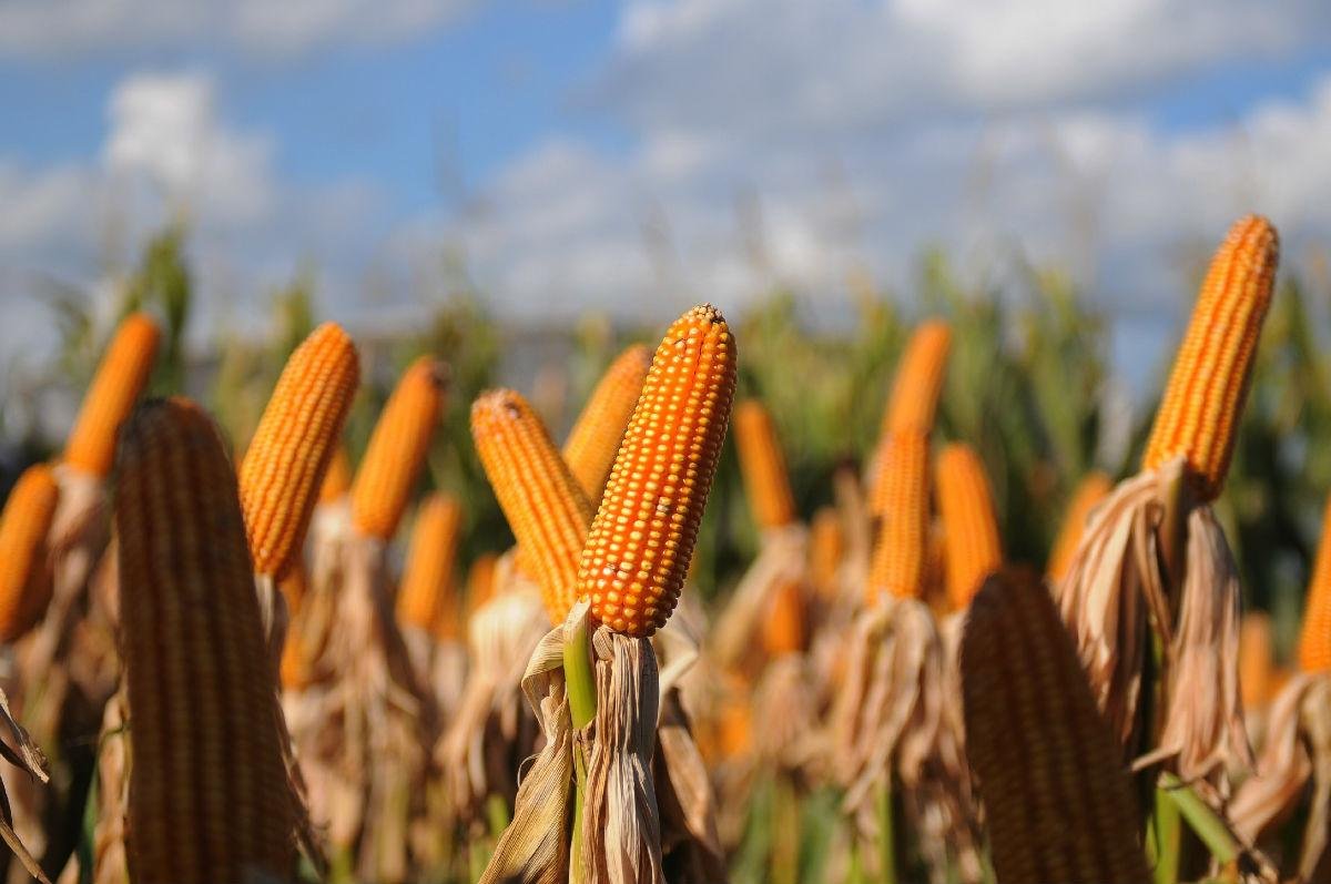 &Aacute;rea de milho pode cair 43% em dez anos no RS