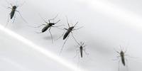 RS tem 81 novos casos de dengue nesta semana 