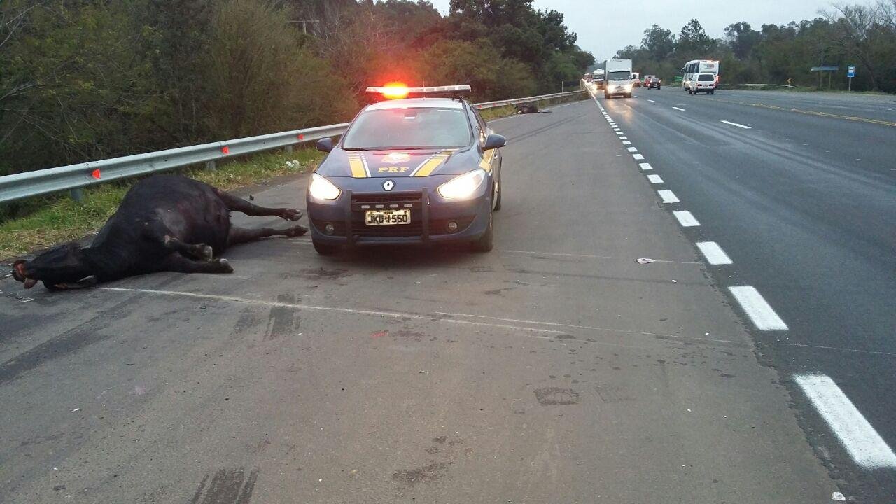B&uacute;falos morrem atropelados na BR 386, em Montenegro