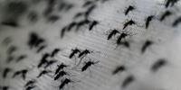 EUA anunciam testes em seres humanos de nova vacina contra vírus zika