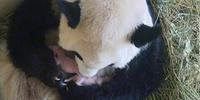 Dois pandas gêmeos, concebidos naturalmente, nascem em Viena 
