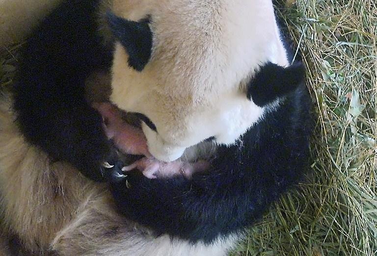 Dois pandas g&ecirc;meos, concebidos naturalmente, nascem em Viena 