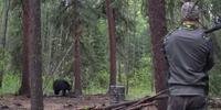 Vídeo de caça a urso com lança gera polêmica no Canadá