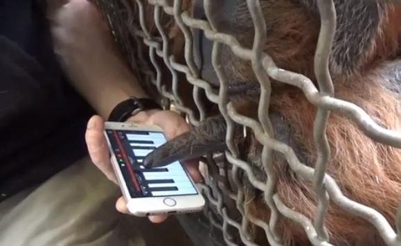 Animal improvisou Jazz com a ajuda de aplicativo no celular
