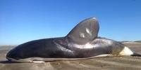 Golfinho de espécie rara é encontrado na praia do Cassino