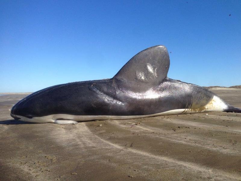 Golfinho de esp&eacute;cie rara &eacute; encontrado na praia do Cassino