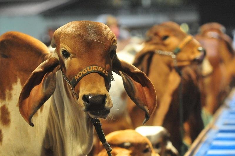Recep&ccedil;&atilde;o de animais inscritos para a 39&ordf; Expointer come&ccedil;a &agrave;s 8h desta segunda-feira 