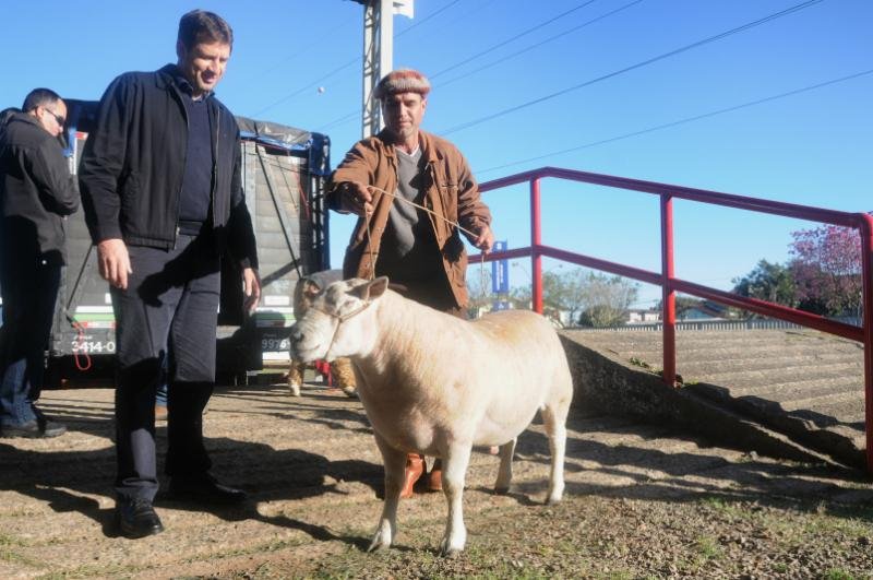 Carneiro da ra&ccedil;a Texel foi o primeiro animal a desembarcar na Expointer