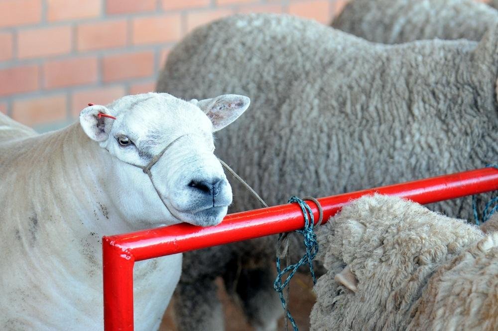 Pelo menos 15% dos animais previstos j&aacute; chegaram a Esteio nesta segunda-feira