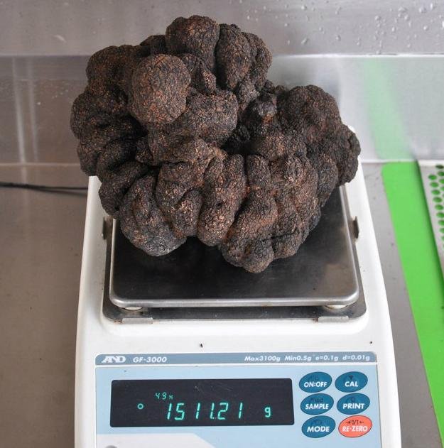 Trufa negra gigante de 1,5 quilos &eacute; encontrada na Austr&aacute;lia