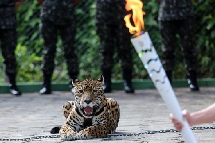 Animal se soltou ap&oacute;s participar da cerim&ocirc;nia de revezamento da Tocha Ol&iacute;mpica em Manaus e foi morto com dois disparos