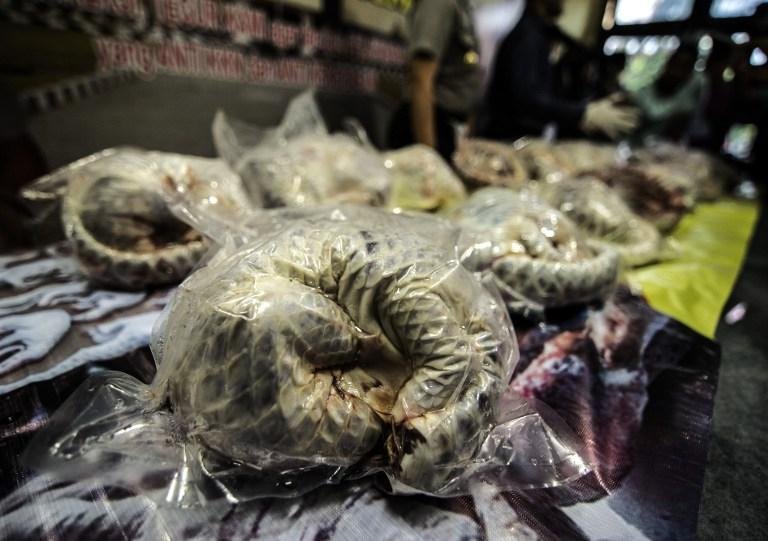 Pol&iacute;cia da Indon&eacute;sia acha mais de 600 pangolins congelados