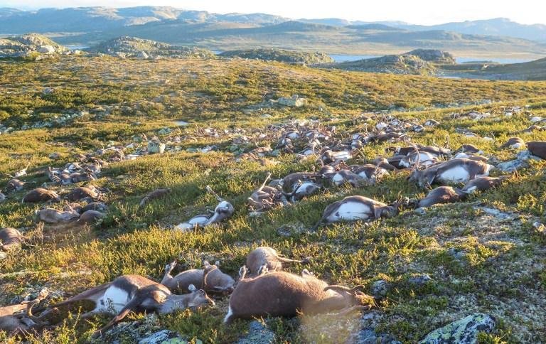 Raio mata mais de 300 renas na Noruega