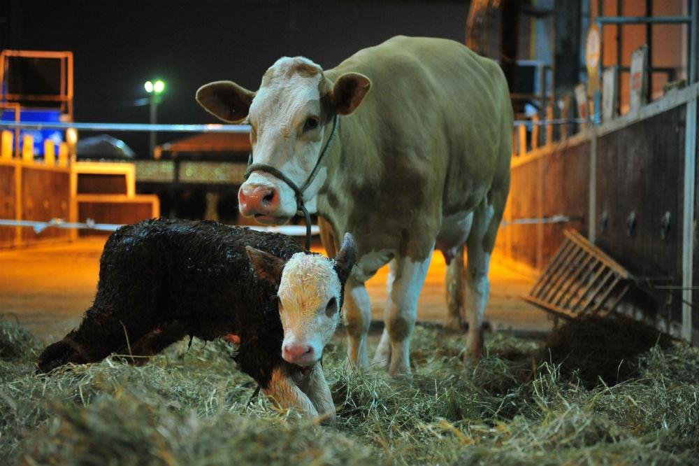 Animal da ra&ccedil;a Simental &eacute; o mais novo membro da Fazenda Santa Terezinha, de Jaquirana