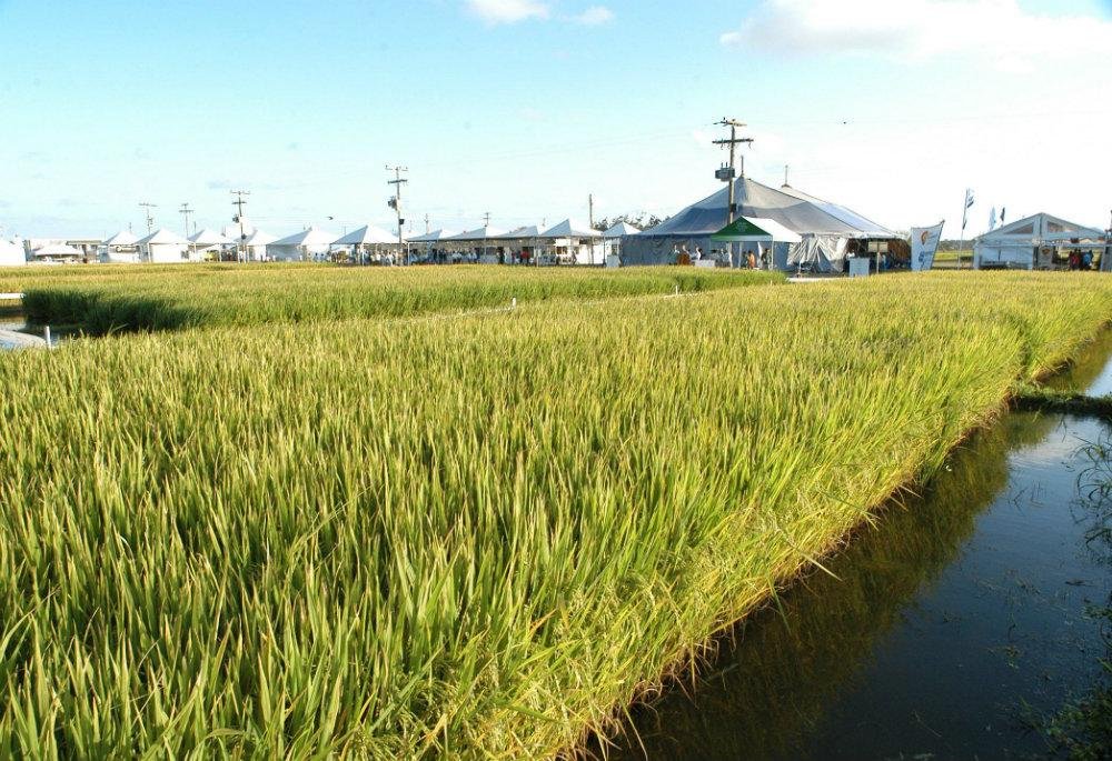 Entre as medidas est&aacute; a aprova&ccedil;&atilde;o autom&aacute;tica de at&eacute; R$ 500 mil para projetos simplificados para o custeio agr&iacute;cola 