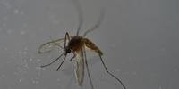 Com proliferação de zika pelo mundo, OMS mantém emergência internacional