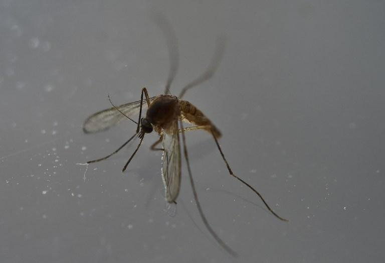 Com prolifera&ccedil;&atilde;o de zika pelo mundo, OMS mant&eacute;m emerg&ecirc;ncia internacional