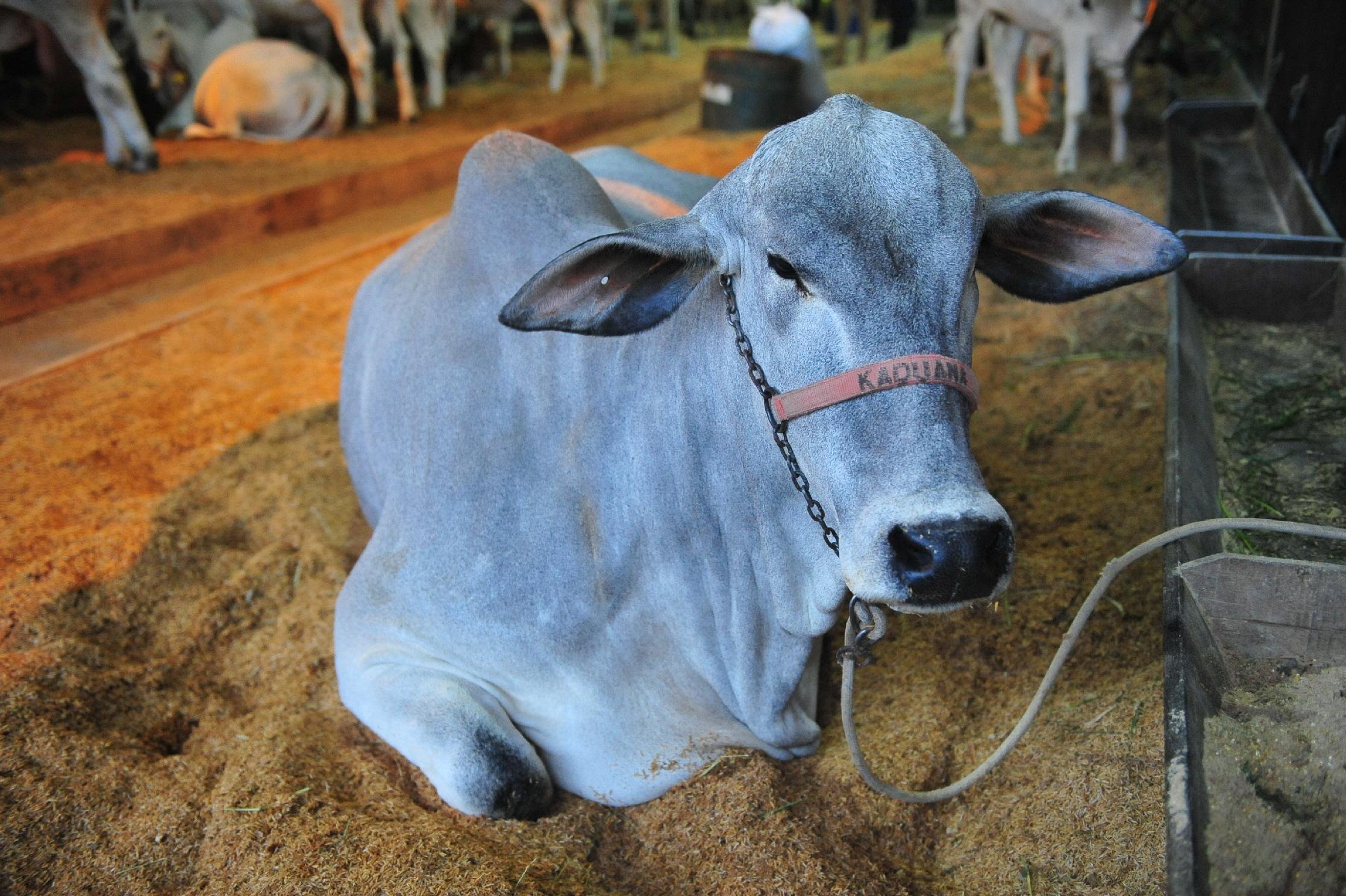 Animais como os zebu&iacute;nos Nelore e os bovinos Red Boll tem poucos exemplares em Esteio