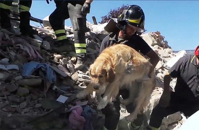 Golden retriever foi salvo ap&oacute;s nove dias sob escombros de terremoto