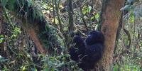 Gorilas sofrem com caça e enfrentam risco de extinção