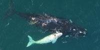 Apenas 5% dos cetáceos nascem de cor branca