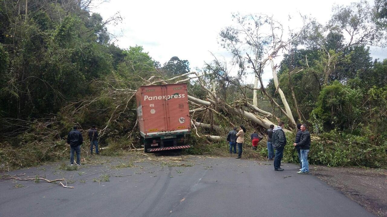 &Aacute;rvore cai sobre caminh&atilde;o e bloqueia rodovia na Serra