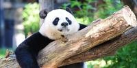Pandas-gigantes deixam lista vermelha de extinção