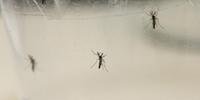 Pesquisa revela que mosquitos comuns não transmitem zika vírus