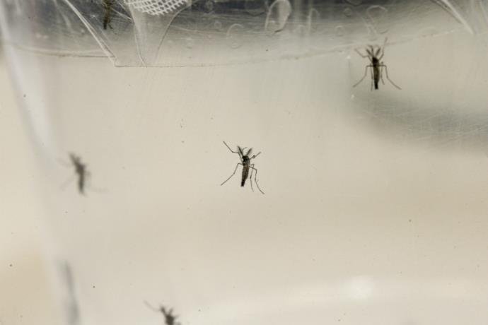 Pesquisa revela que mosquitos comuns n&atilde;o transmitem zika v&iacute;rus