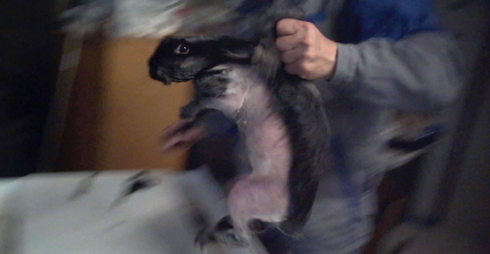 Pelagem do animal &eacute; utilizada na ind&uacute;stria t&ecirc;xtual e da moda