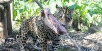 Animais ganham churrasco em zoológico da Serra Gaúcha