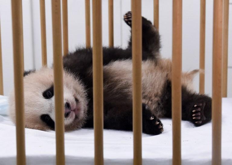 Tian Bao nasceu em junho e j&aacute; pesa quase cinco quilos 
