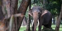 Uma idosa morre e 12 ficam feridas após briga de elefantes no Sri Lanka