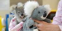 Coala órfão encontra consolo com bicho de pelúcia na Austrália