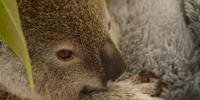 Coala australiano ganha companheiro de pelúcia para superar morte da mãe