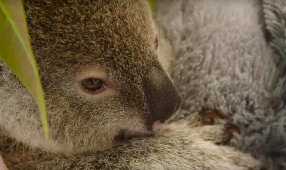 Coala australiano ganha companheiro de pel&uacute;cia para superar morte da m&atilde;e