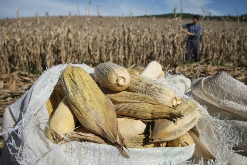 Produ&ccedil;&atilde;o de soja e milho bate recorde em 2015