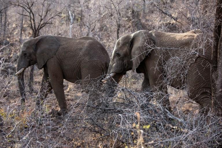 Fauna e flora sofrem com explora&ccedil;&atilde;o comercial em todo mundo