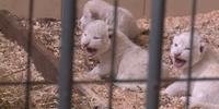 Filhotes de leão branco nescem em zóologico na Polônia