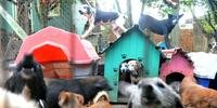 Pesquisa da PUCRS identificou 64 possíveis acumuladores de animais em Porto Alegre	