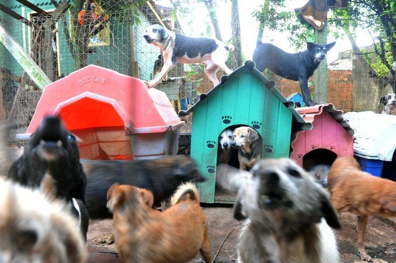 Pesquisa da PUCRS identificou 64 poss&iacute;veis acumuladores de animais em Porto Alegre	