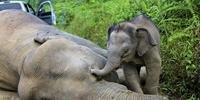 População de elefantes africanos atinge nível mais baixo em 25 anos