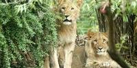 Leão é morto após fugir de cativeiro em zoológico na Alemanha