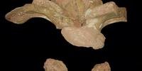 Cientistas anunciam descoberta de fóssil do maior dinossauro do Brasil