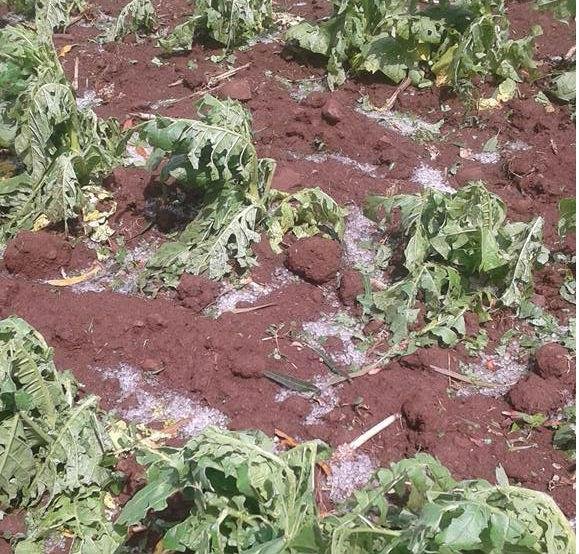 Lavouras em Vicente Dutra foram prejudicadas pela queda de granizo